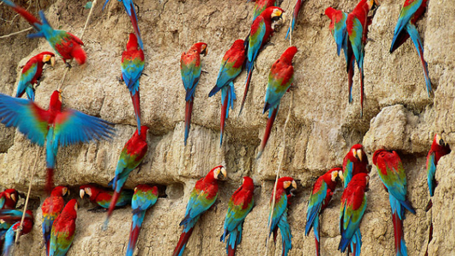 parrot gathering