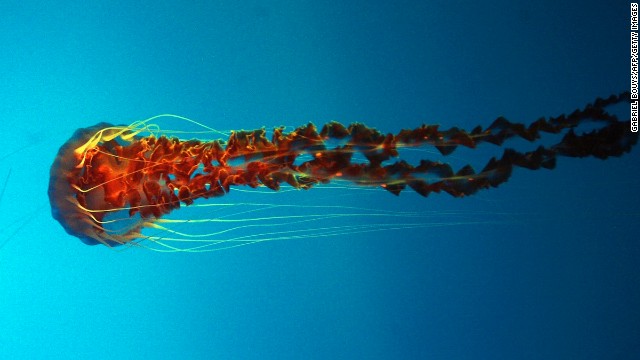 смертоносные медузы