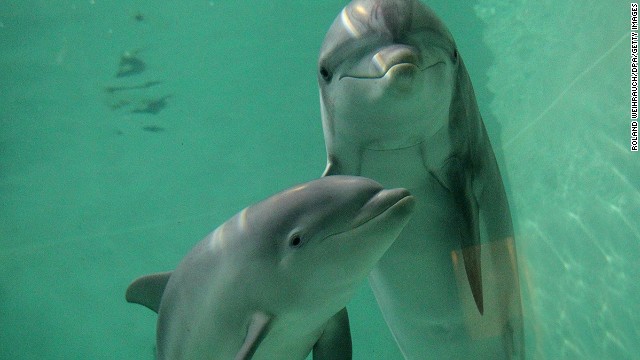 Дельфин-афалина