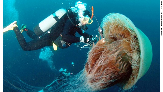 медуза в океане