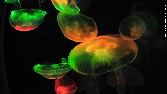 опасные медузы
