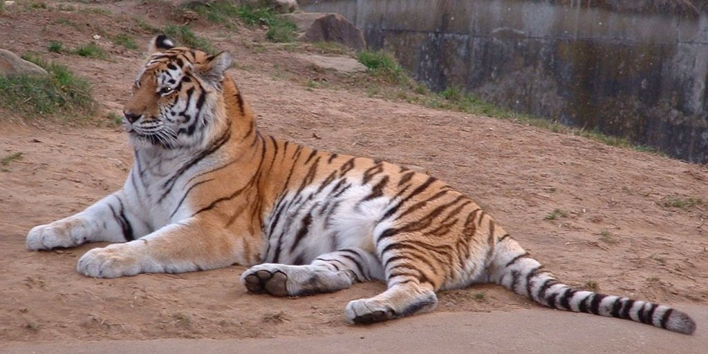 амурский тигр