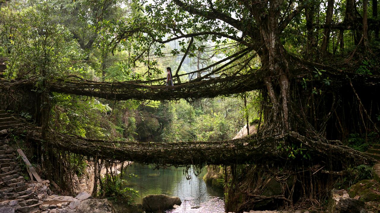 Мосты из корней - чудо природы в Индии