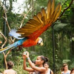 Парк птиц в Бразилии
